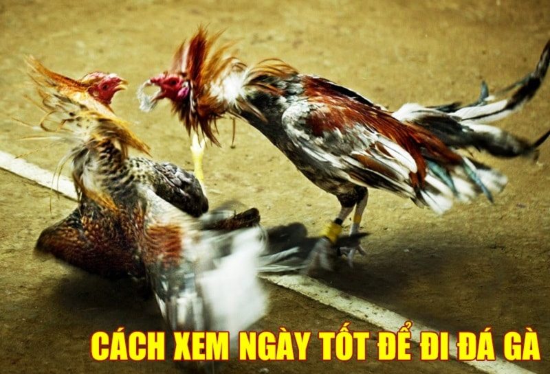 Cách xem ngày tốt để đi đá gà