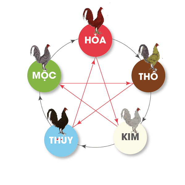 Xem ngày đá gà là một thủ tục mang tính chất tâm linh