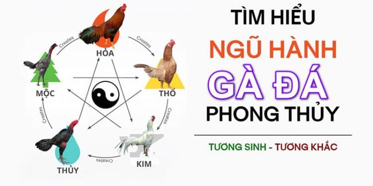 Xem ngày đá gà theo ngũ hành