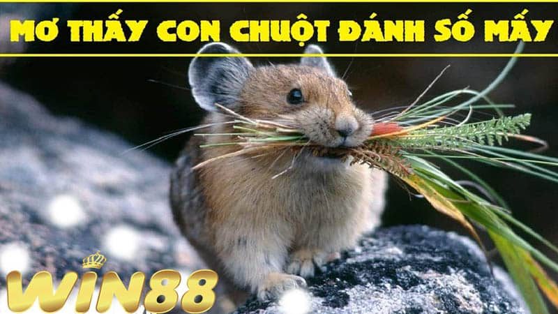 Giải đáp thắc mắc mơ thấy chuột đánh con gì cùng VN138