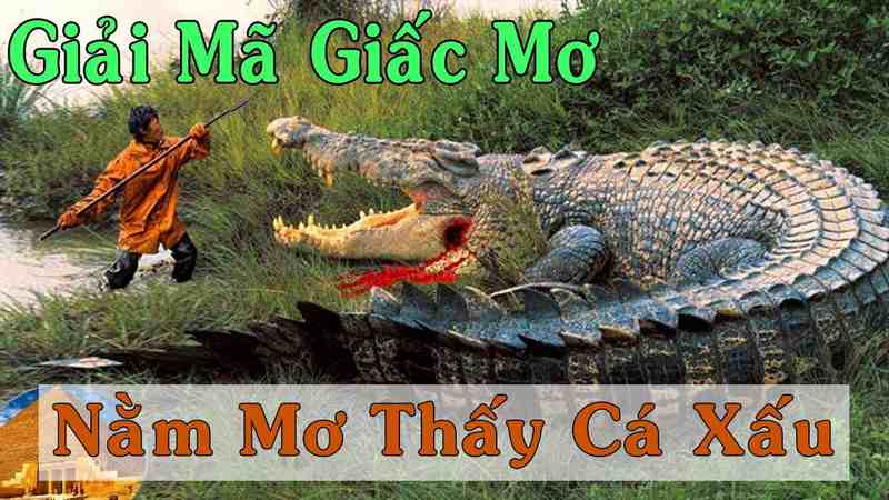 mơ thấy cá sấu