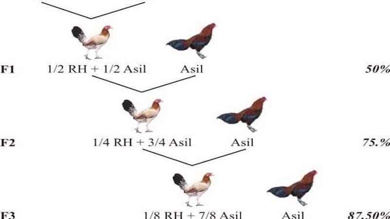Một số phương pháp lai gà cận huyết được nhiều người áp dụng